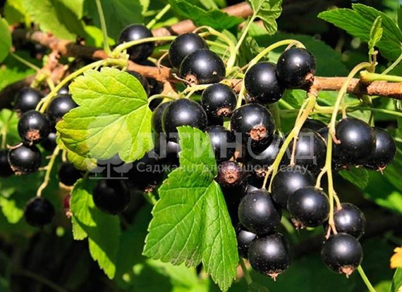 Смородина Чорний бумер (горшок 2л)