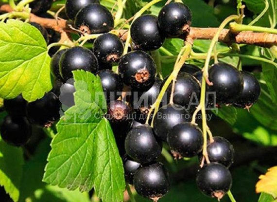 Смородина Чорний бумер (горшок 2л)