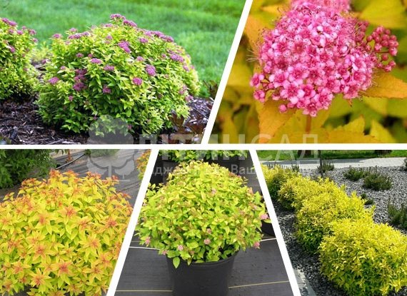 Спірея золотиста Goldmound (Голдмаунд) (2л)