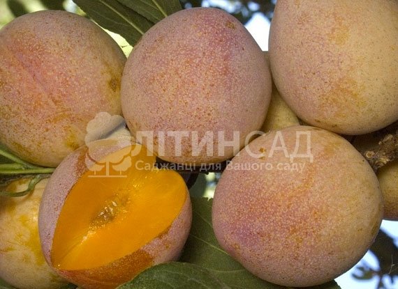 Слива Супериор