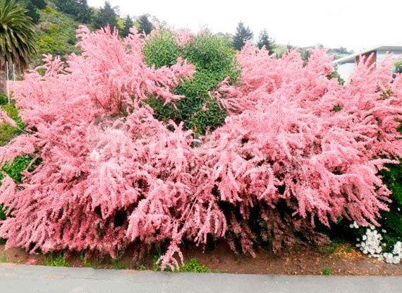 Тамарикс гіллястий "Pink Cascade"