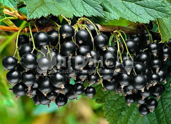 Смородина Титанія (2л)