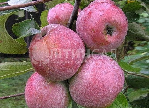 Яблуня Тоширо Фуджи