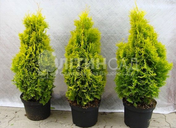 Туя західна Брабант