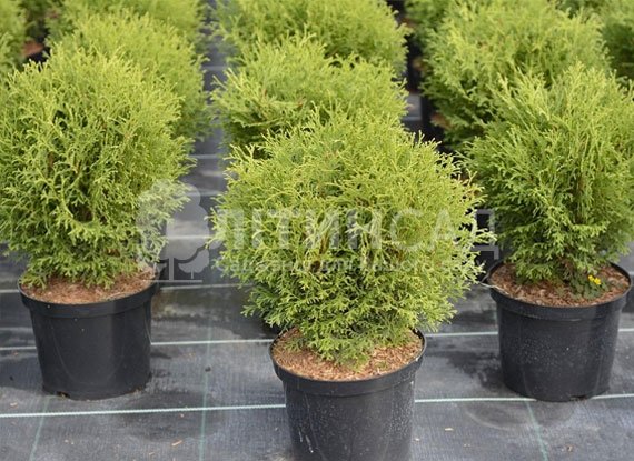 Туя західна Глобоза 40-50см