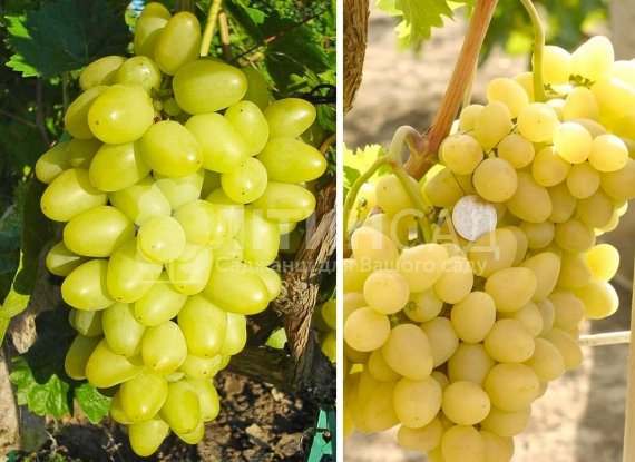 Виноград "Аркадія" (ранній, білий з жовтим) горшок 2л
