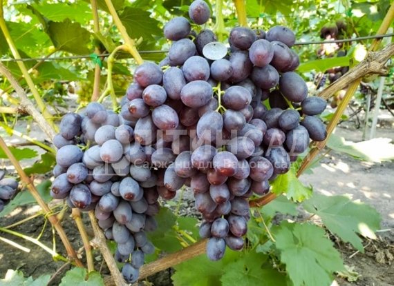 Виноград Бруно (ультра ранній синій сорт)