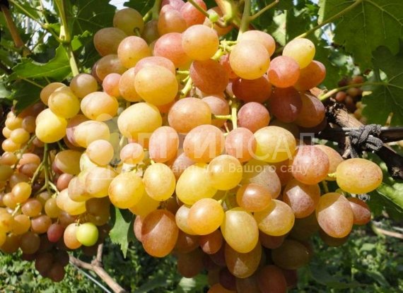 Виноград "Хамелеон" (ультра ранній, жовто-оранжевий)