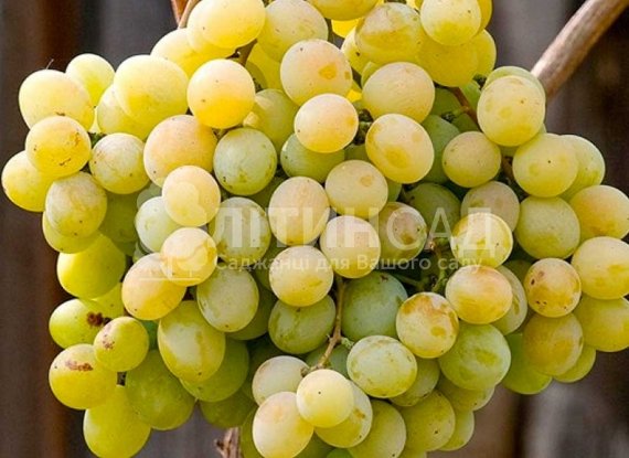 Виноград "Кишмиш Кеша" (дуже ранній, жовтий) горшок 2л