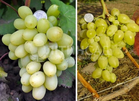 Виноград "Подарунок Запоріжжю" (середньо-ранній, жовтий) горшок 2л