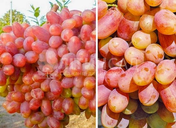 Виноград "Преображение" (дуже ранній, жовто-рожевий) горшок 2л