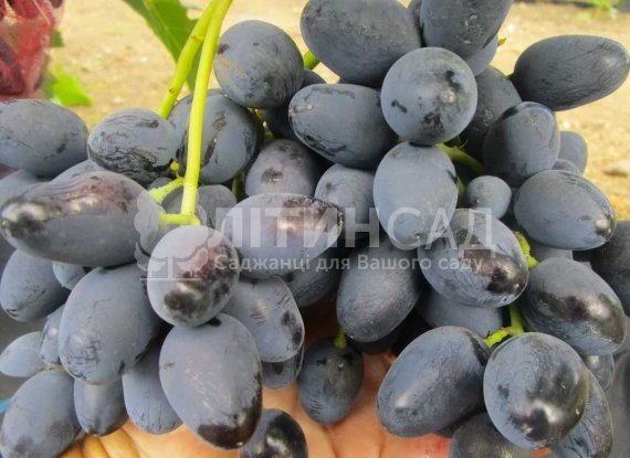 Виноград "Рада" (ранній сорт, синій)