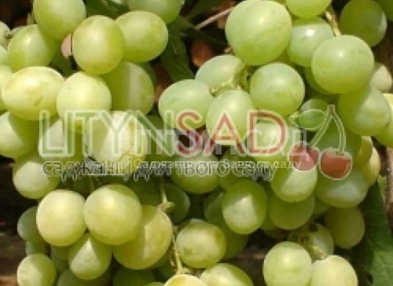 Виноград Русбол