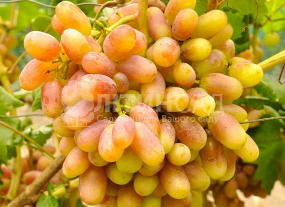Виноград "Юліан" (дуже ранній, рожево-жовтий)
