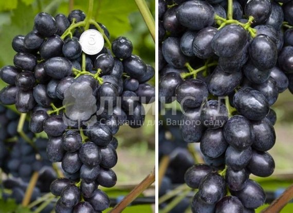 Виноград "Забава" (дуже ранній, синій) горшок 2л