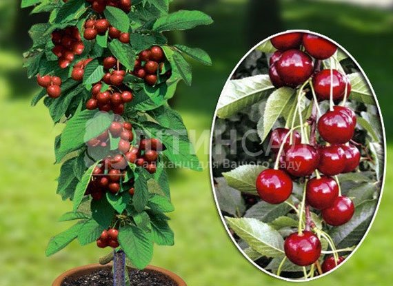 Колоновидная Вишня Восторг