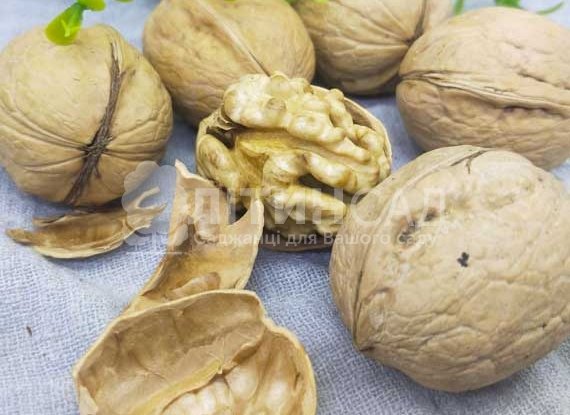 Волоський горіх "Чернівецький-2" *Сіянець* (Трьохрічний)