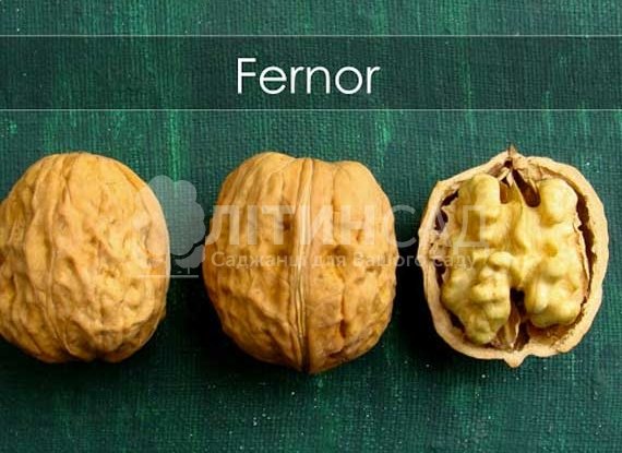 Волоський горіх Фернор "Fernor" *Щеплений*