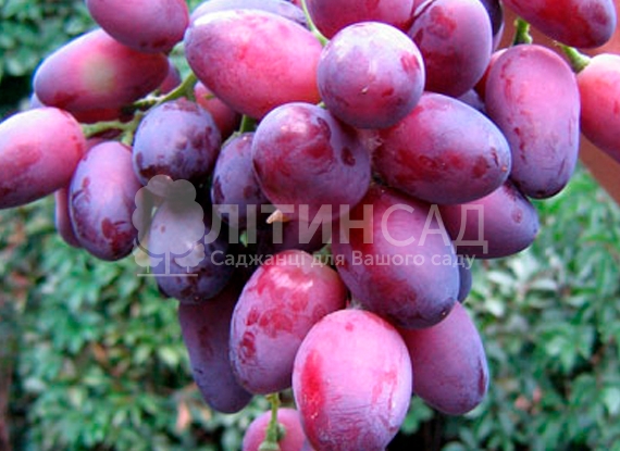Виноград Красотка (ранній сорт) 