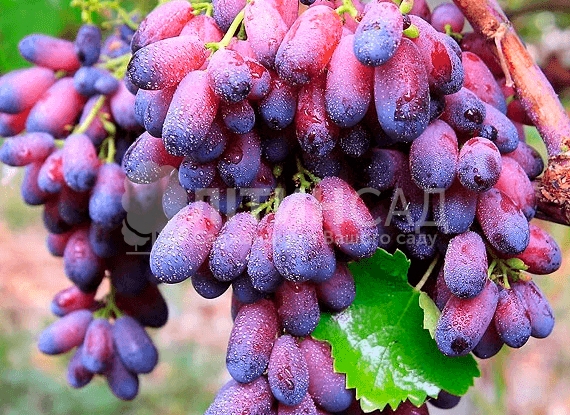 Виноград Красотка (ранній сорт) 