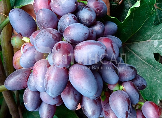 Виноград Красотка (ранній сорт) 