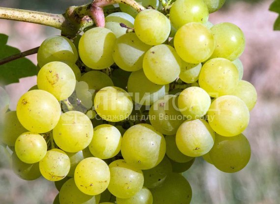 Виноград Первенець Донбаса