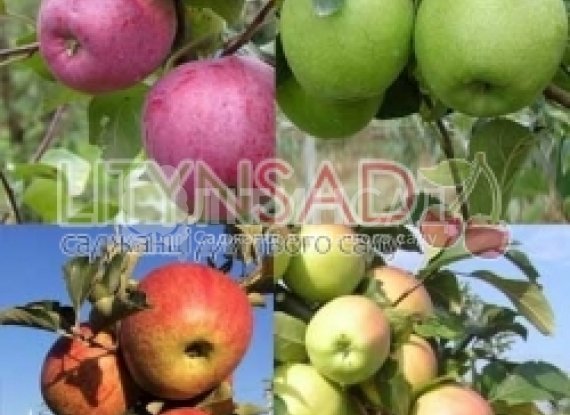 Колесо фонтуни