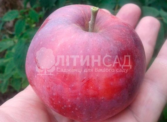 Яблуня Вильямс Прайд