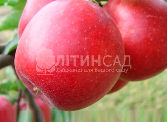 Яблуня Приам