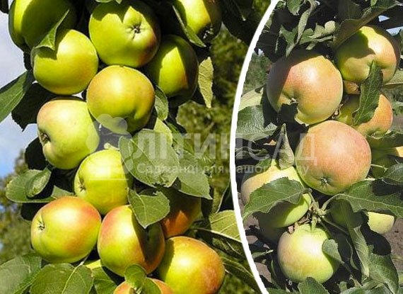 Колоновидная Яблоня Белоснежка