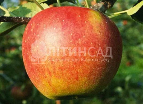 Яблуня Кортланд