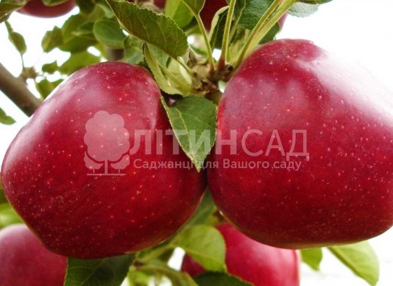 Яблуня Джероміні