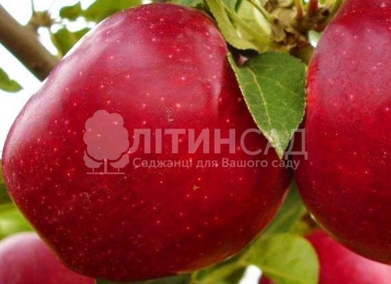 Яблуня Джероміні