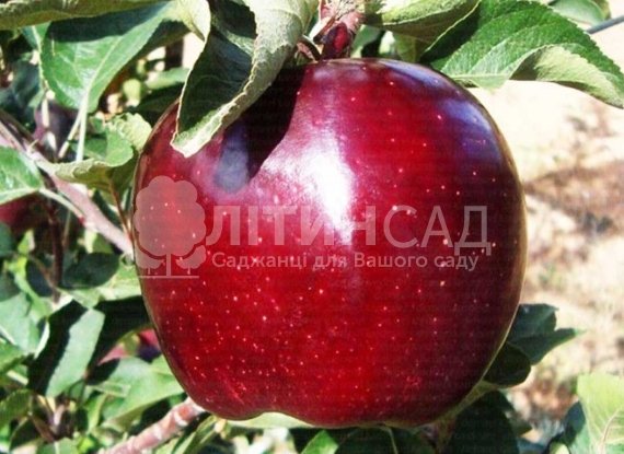 Яблуня Джероміні