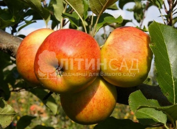 Яблуня Каріот-7 (дворічний)