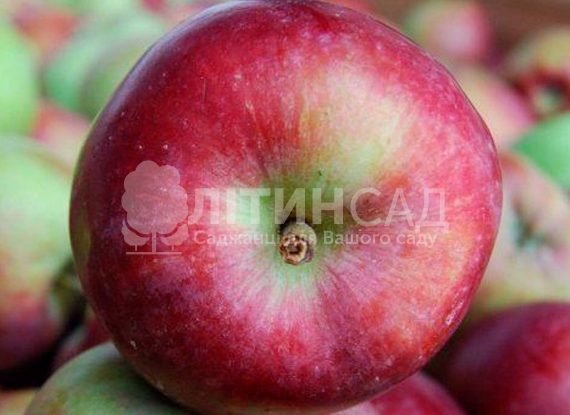 Яблуня Макінтош