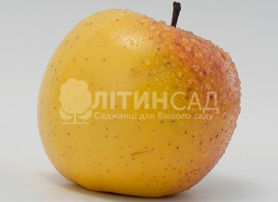 Яблуня Оріон