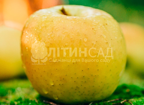 Яблуня Оріон