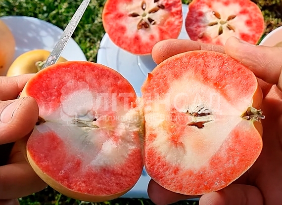 Яблуня Пінк Перл