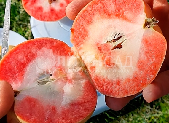 Яблуня Пінк Перл