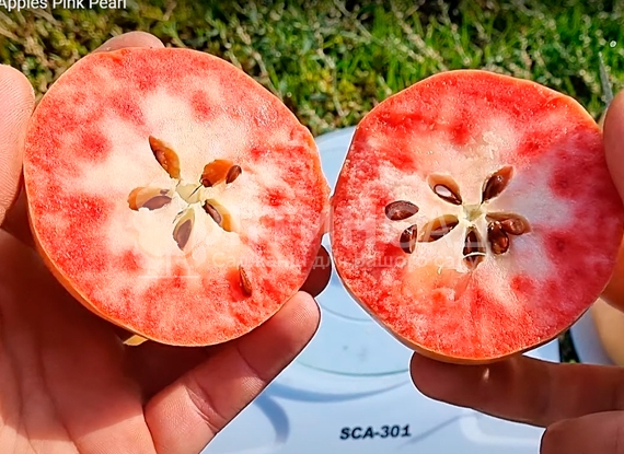 Яблуня Пінк Перл