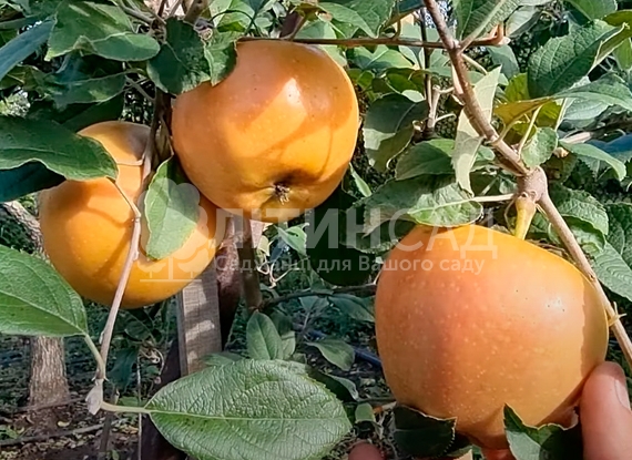 Яблуня Пінк Перл