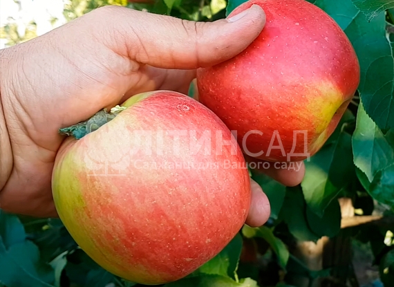 Яблуня Пірос