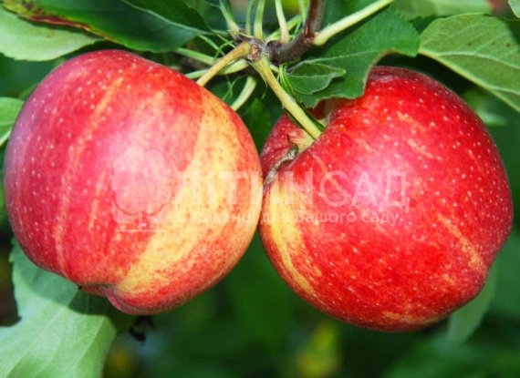 Яблуня Роял Гала
