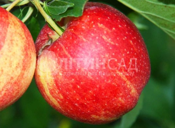 Яблуня Роял Гала