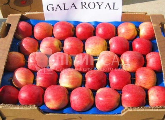 Яблуня Роял Гала