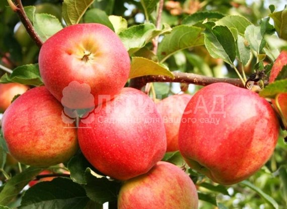 Яблуня Роял Гала