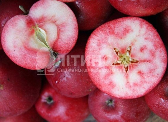 Яблуня Сирена червоном'яса (дворічний)