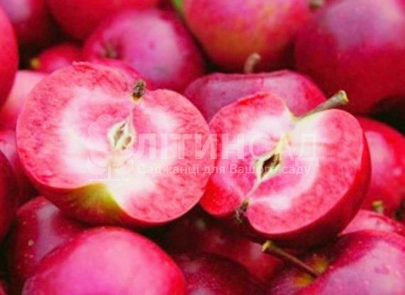 Яблуня Сирена червоном'яса (дворічний)