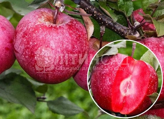Яблуня Сирена червоном'яса (дворічний)